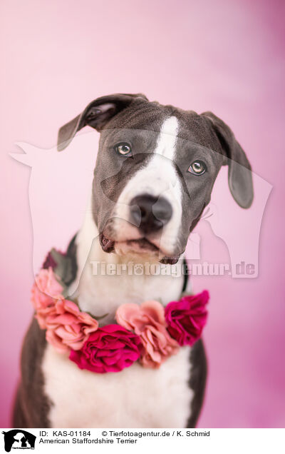 American Staffordshire Terrier / KAS-01184