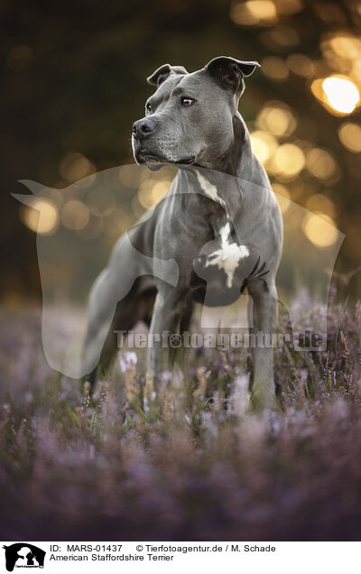 American Staffordshire Terrier / American Staffordshire Terrier / MARS-01437