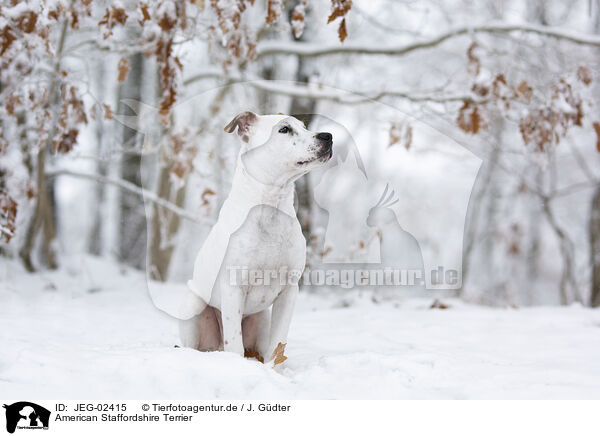 American Staffordshire Terrier / American Staffordshire Terrier / JEG-02415