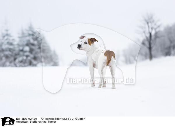 American Staffordshire Terrier / American Staffordshire Terrier / JEG-02420