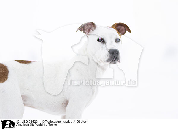 American Staffordshire Terrier / JEG-02429