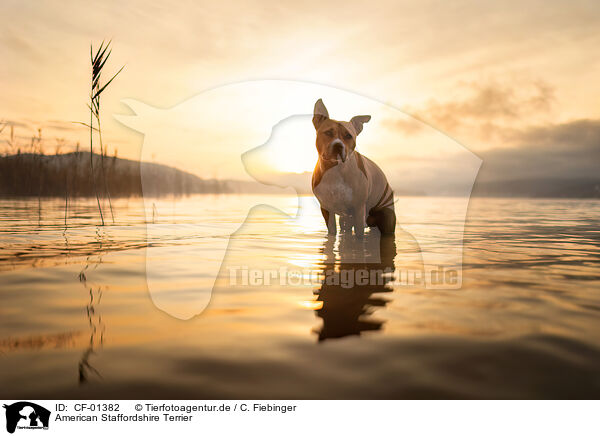 American Staffordshire Terrier / CF-01382