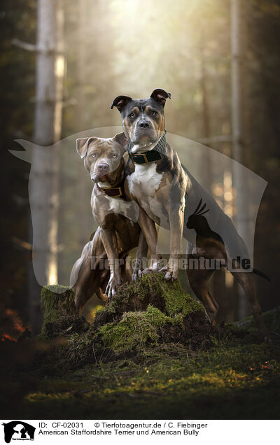 American Staffordshire Terrier und American Bully / American Staffordshire Terrier and American Bully / CF-02031