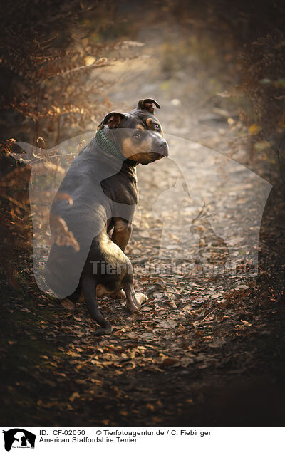 American Staffordshire Terrier / CF-02050