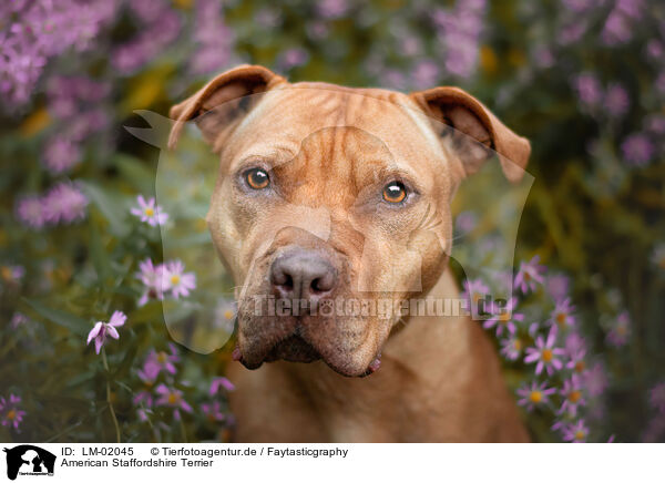 American Staffordshire Terrier / American Staffordshire Terrier / LM-02045