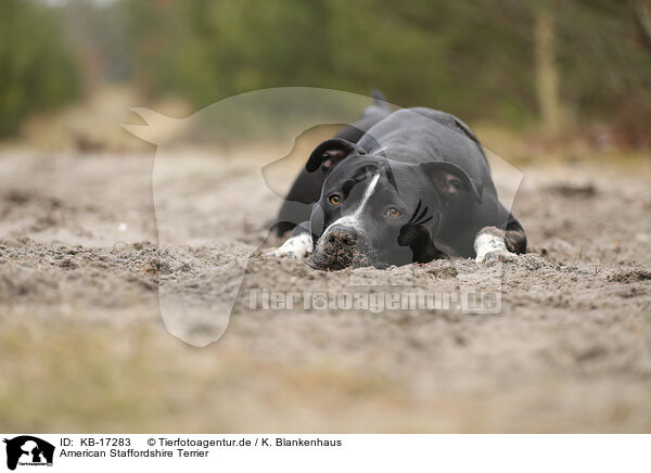 American Staffordshire Terrier / American Staffordshire Terrier / KB-17283