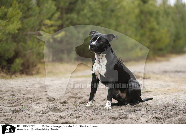 American Staffordshire Terrier / American Staffordshire Terrier / KB-17286