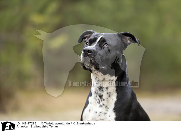 American Staffordshire Terrier / American Staffordshire Terrier / KB-17289