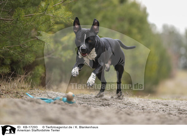 American Staffordshire Terrier / American Staffordshire Terrier / KB-17293