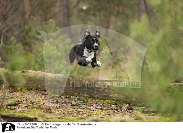 American Staffordshire Terrier / KB-17308