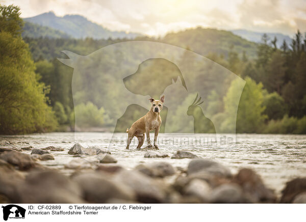 American Staffordshire Terrier / American Staffordshire Terrier / CF-02889