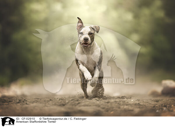 American Staffordshire Terrier / American Staffordshire Terrier / CF-02910