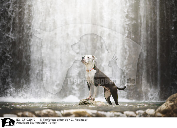 American Staffordshire Terrier / American Staffordshire Terrier / CF-02919