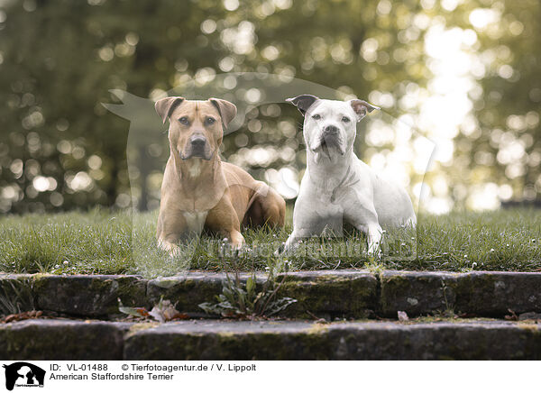 American Staffordshire Terrier / VL-01488