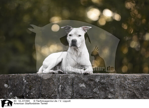 American Staffordshire Terrier / American Staffordshire Terrier / VL-01490