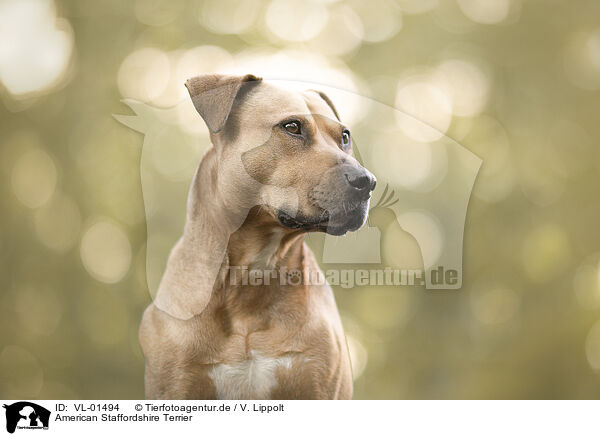 American Staffordshire Terrier / VL-01494