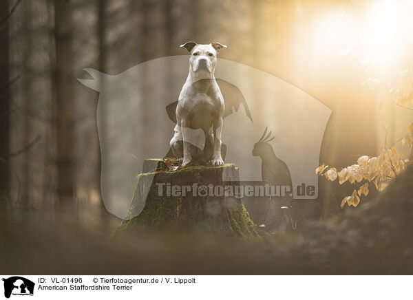 American Staffordshire Terrier / American Staffordshire Terrier / VL-01496