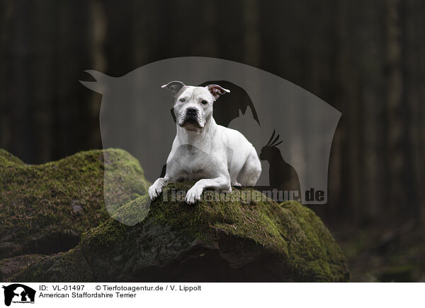 American Staffordshire Terrier / VL-01497