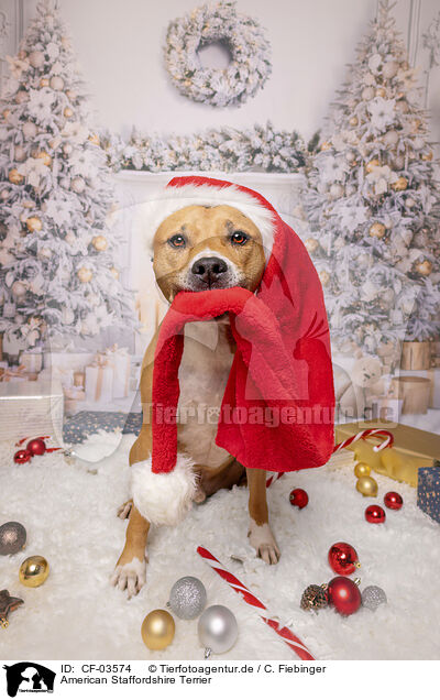 American Staffordshire Terrier / American Staffordshire Terrier / CF-03574