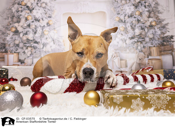 American Staffordshire Terrier / American Staffordshire Terrier / CF-03575