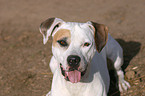 American Staffordshire Terrier Portrait