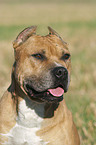 American Staffordshire Terrier Portrait