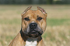 American Staffordshire Terrier Portrait