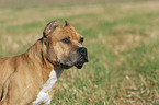 American Staffordshire Terrier Portrait