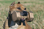 American Staffordshire Terrier Portrait