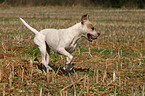 rennender American Staffordshire Terrier