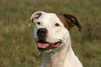 American Staffordshire Terrier Portrait