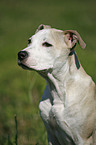 Staffordshire Bullterrier