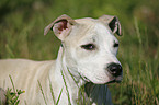 Staffordshire Bullterrier