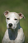 Staffordshire Bullterrier