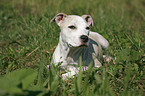 Staffordshire Bullterrier