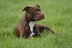 American Staffordshire Terrier