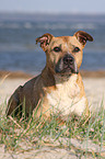 liegender American Staffordshire Terrier