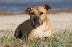 liegender American Staffordshire Terrier