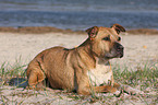 liegender American Staffordshire Terrier