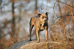 American Staffordshire Terrier