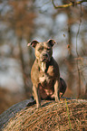 sitzender American Staffordshire Terrier