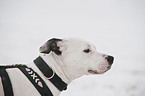 American Staffordshire Terrier