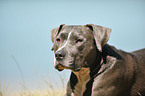 American Staffordshire Terrier Portrait