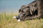 liegender American Staffordshire Terrier