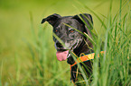 American Staffordshire Terrier Portrait