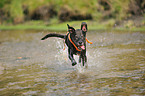 spielender American Staffordshire Terrier