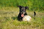 American Staffordshire Terrier Portrait