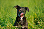 American Staffordshire Terrier Portrait