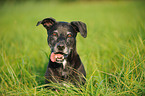 American Staffordshire Terrier Portrait