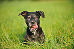 American Staffordshire Terrier Portrait